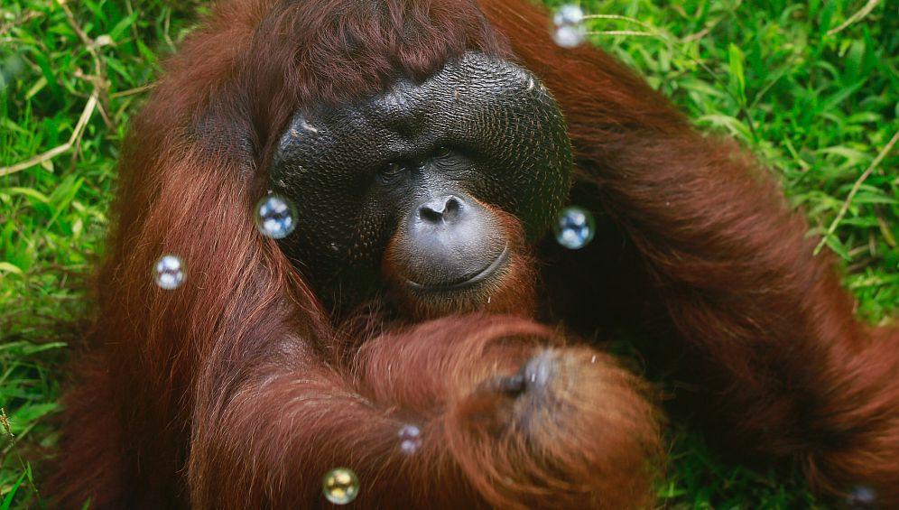 Ohm - The Great Orangutan Project