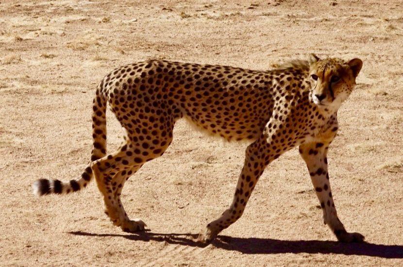Cheetah Reserve Six Day Dunes and Wildlife Experience