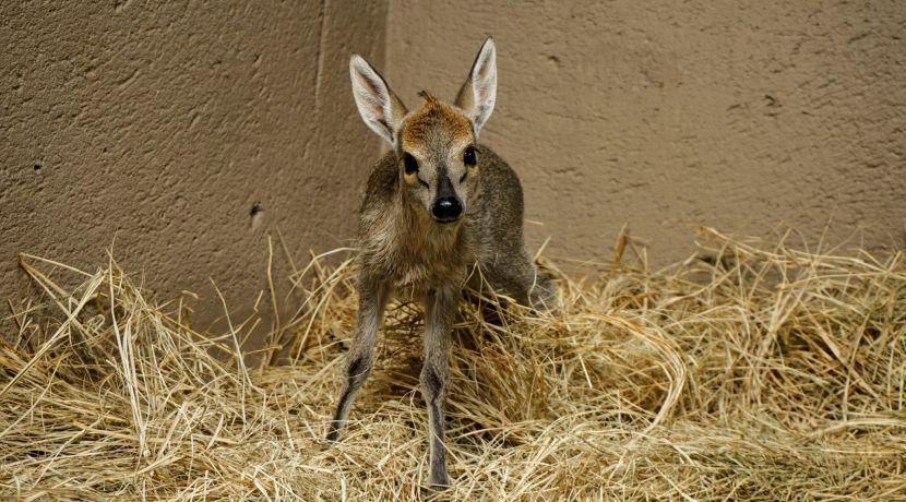 Wally at the Wildlife Orphanage in South Africa