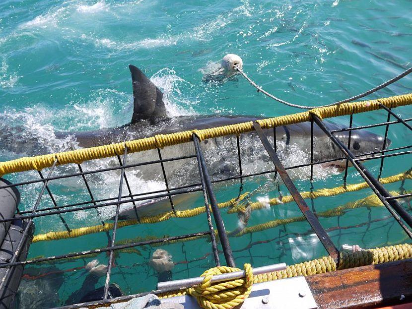 Volunteering With Great White Sharks