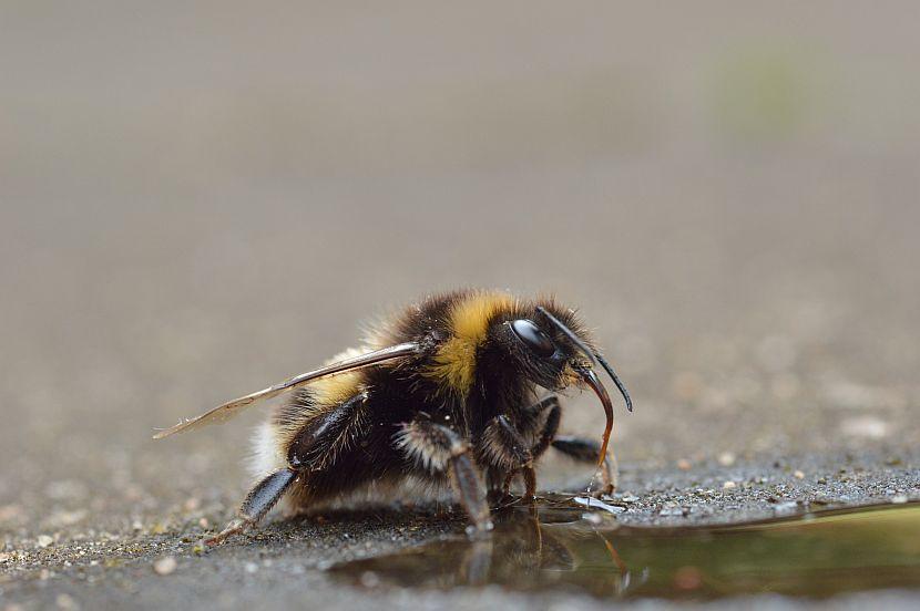 Bee Drinking