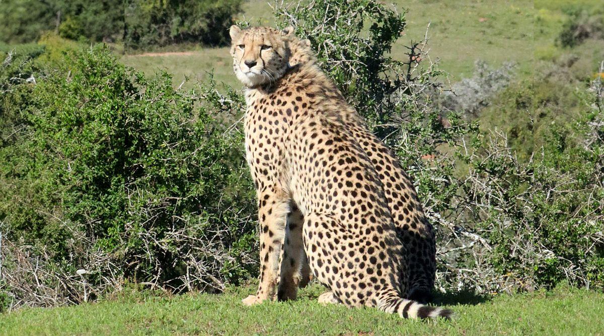 Wild Cheetahs @ Shamwari Conservation Experience