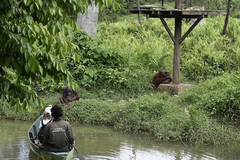 Orangutan Enrichment in Borneo