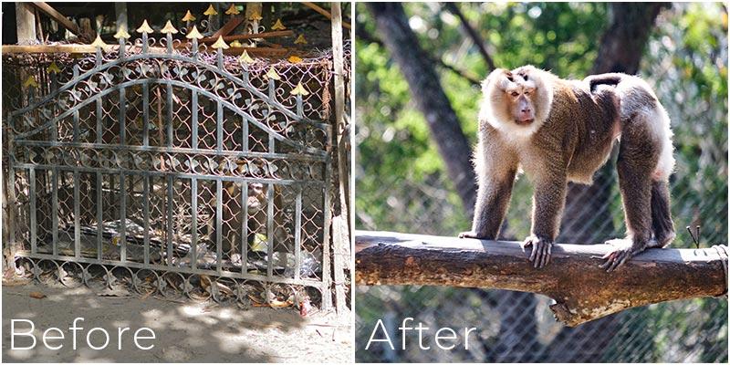 Sii pig-tailed macaque Laos Wildlife Sanctuary