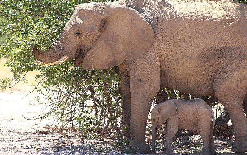 Mother and baby elephant eating
