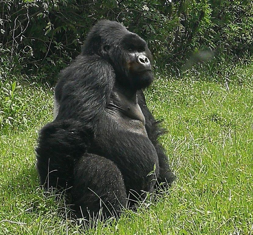 Wild Gorilla 