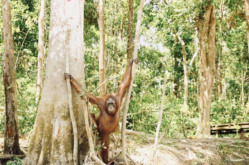 Orangutan Islands at Nyaru Menteng