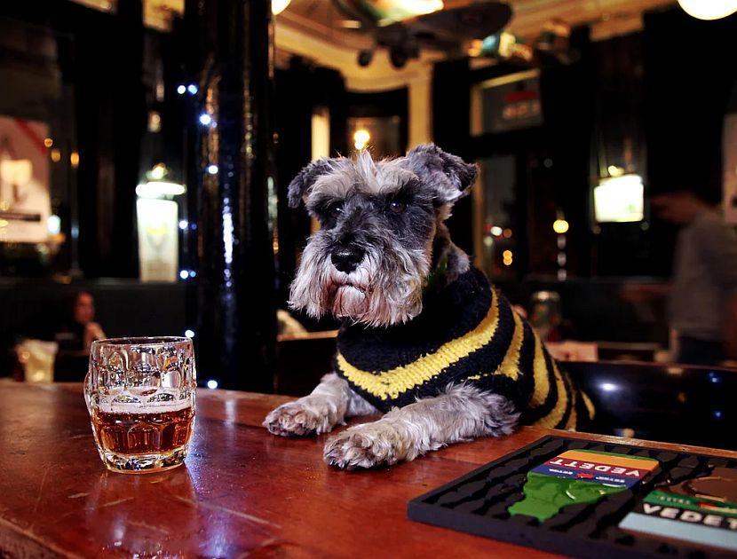 Dog in pub