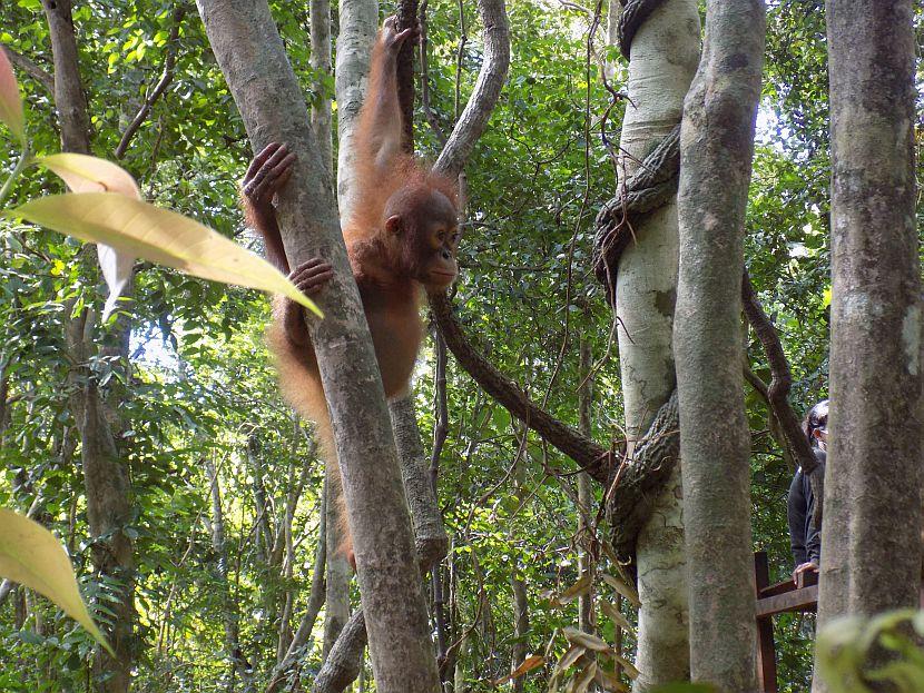 Orangutan climbing a tree