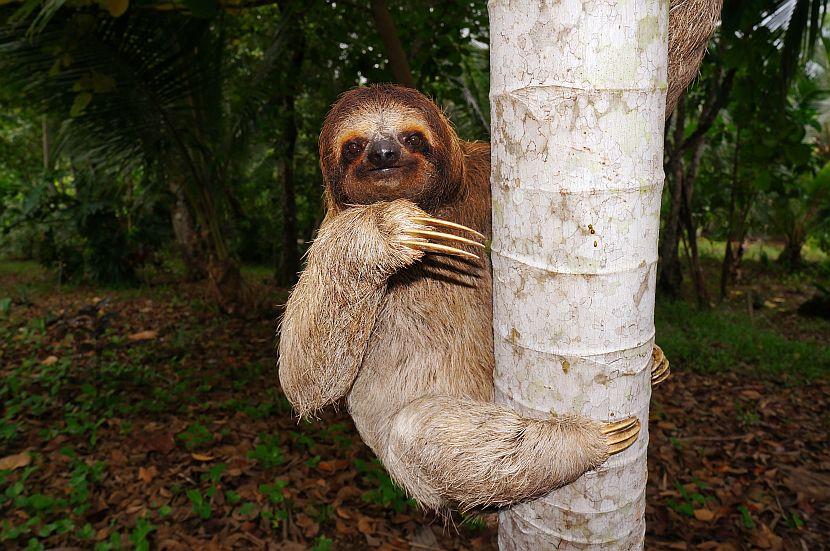 sloth feet