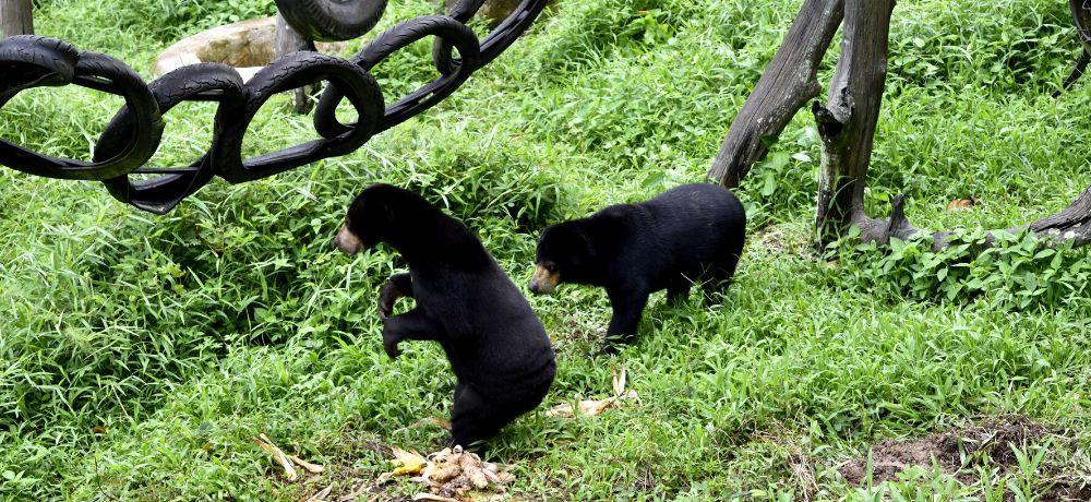 Sun bears looking at new pond from distance 