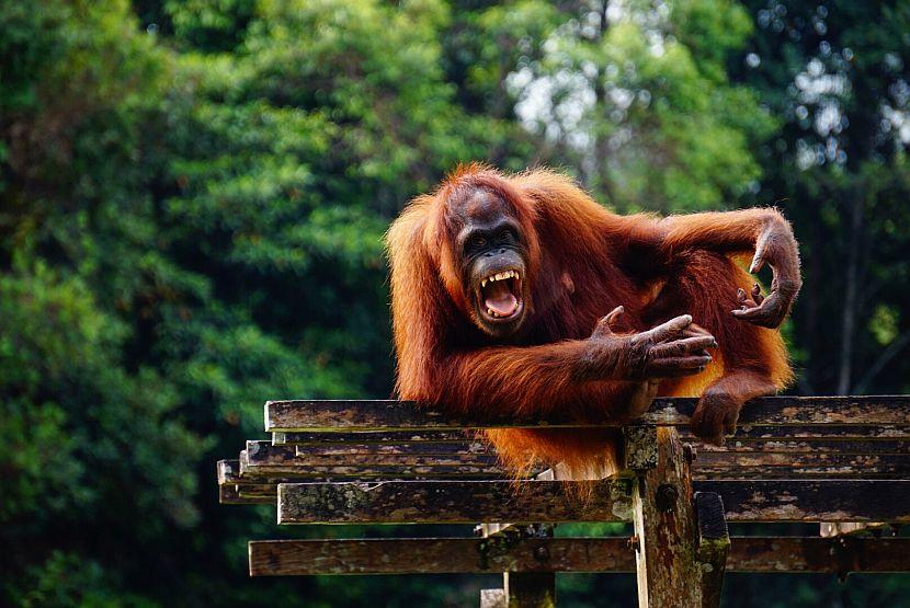 Tingsan The Orangutan
