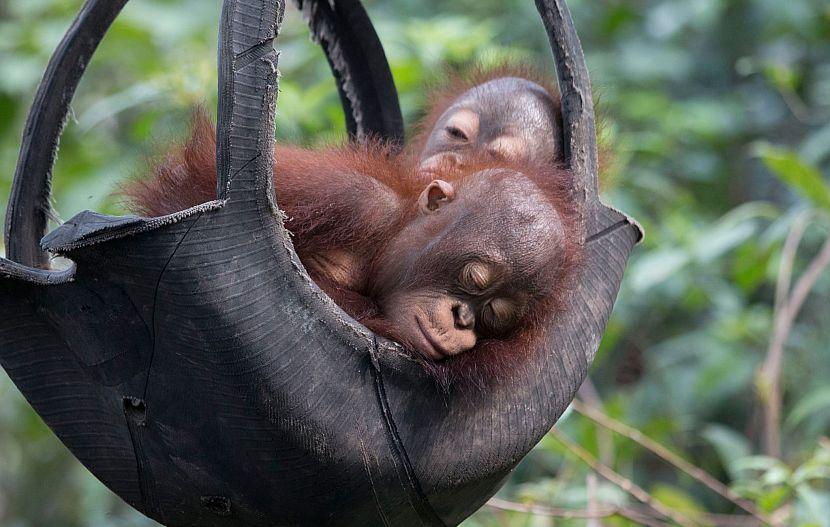 Sleeping orangutan