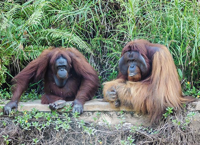 orangutans in Borneo 