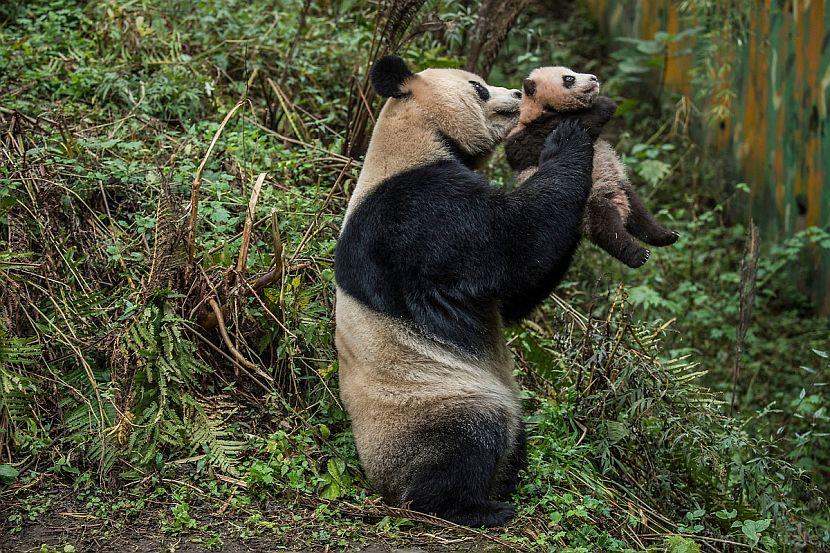 Giant panda and baby