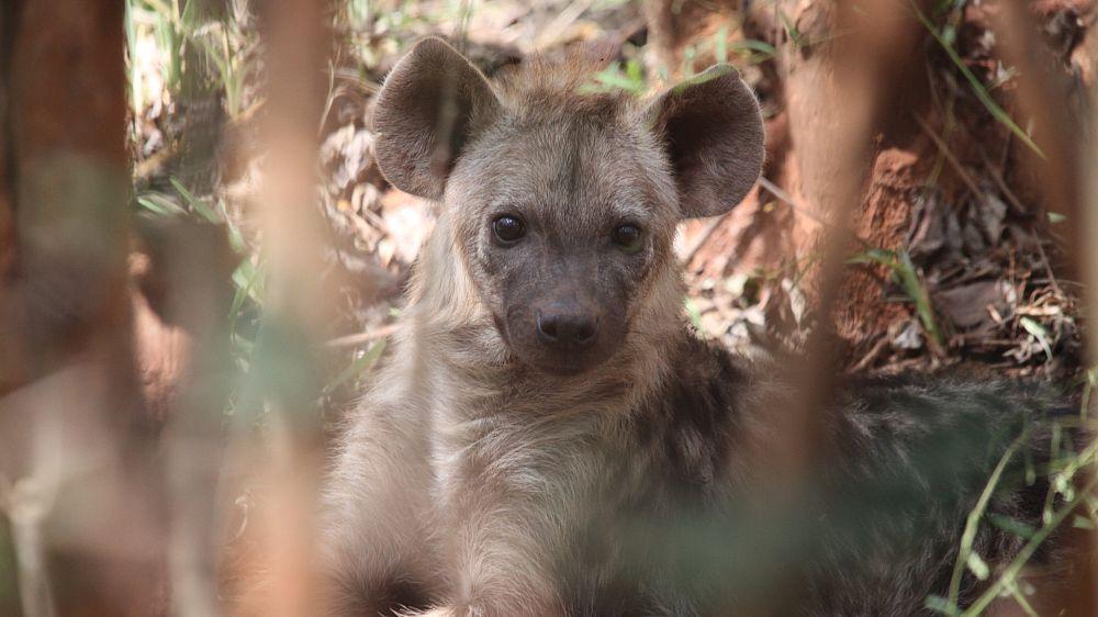 Hyena Cub @ Lilongwe