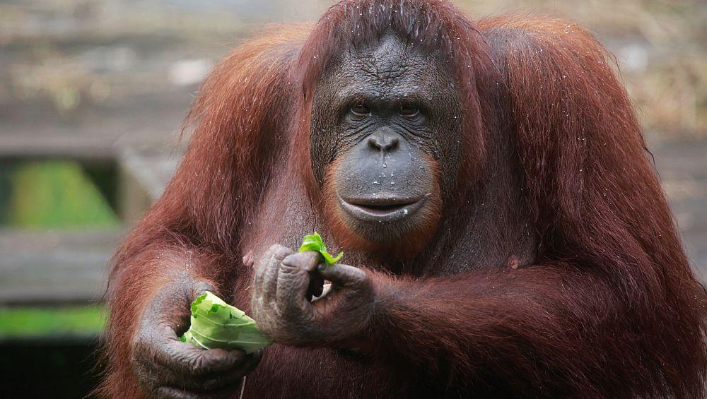 Doris - The Great Orangutan Project
