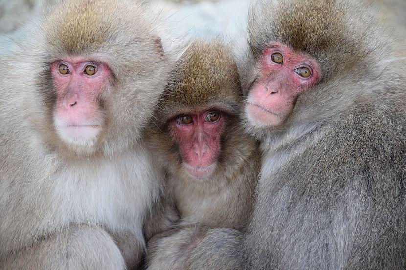 Snow monkeys huddling