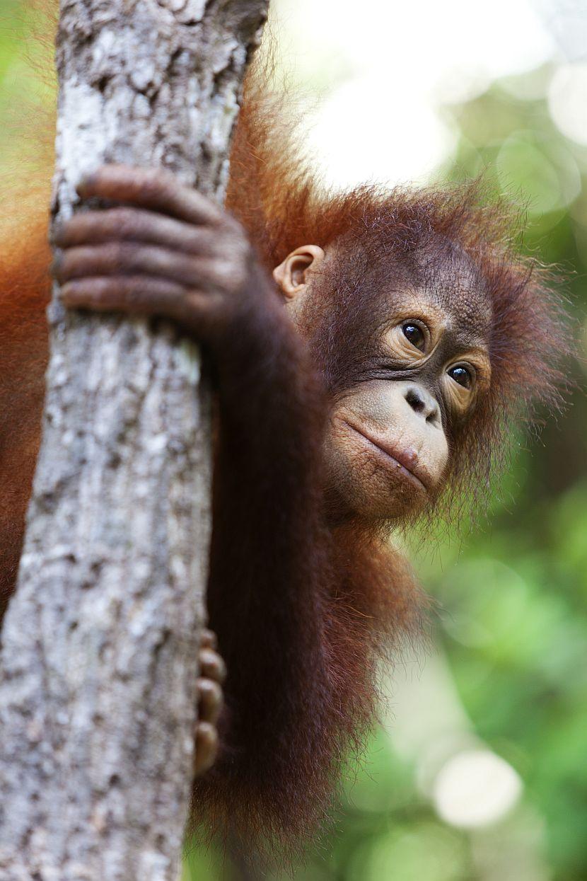 Endangered Orangutans