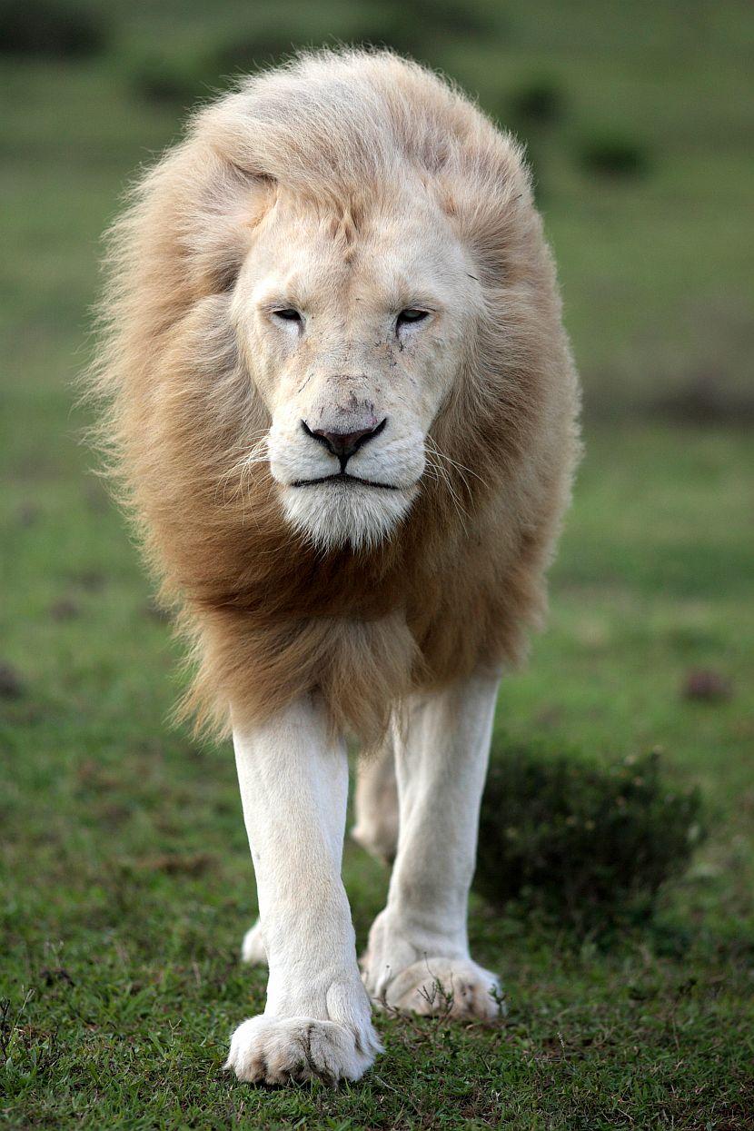 White Lion Conservation