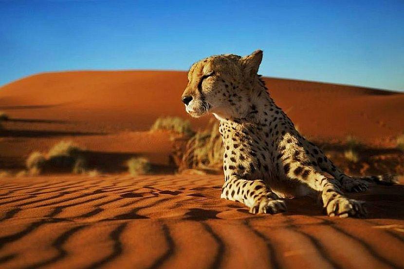 Kanaan Cheetah