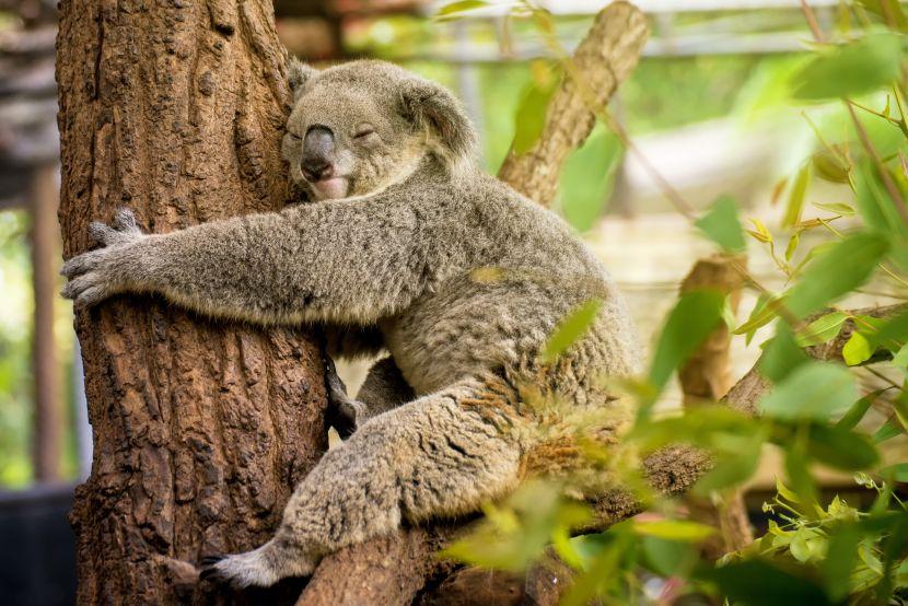 koala hugging tree 
