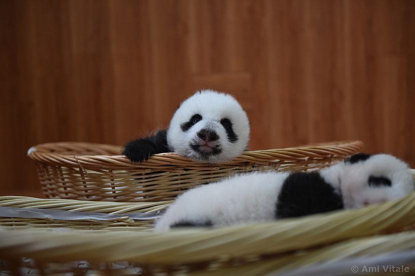 Baby panda looking at camera