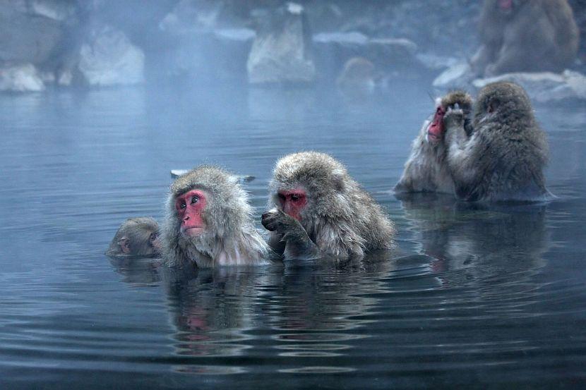Snow monkeys in an onsen