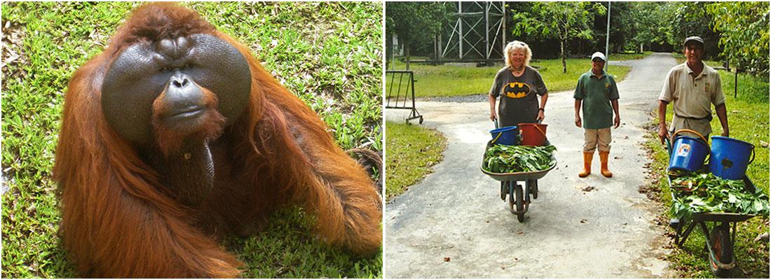 Aman The Orangutan And Volunteer Work on The Great Orangutan Project