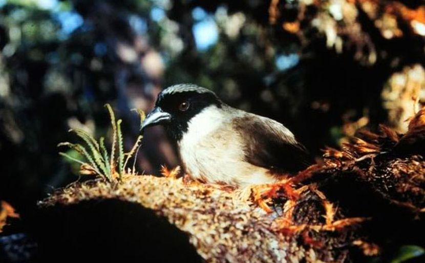 The now extinct Po'ouli Hawaiian songbird