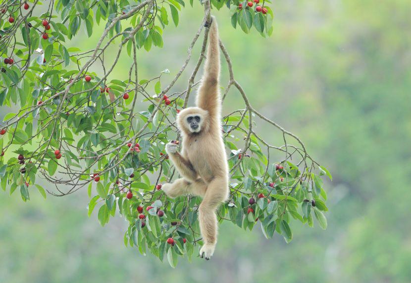 gibbon ape