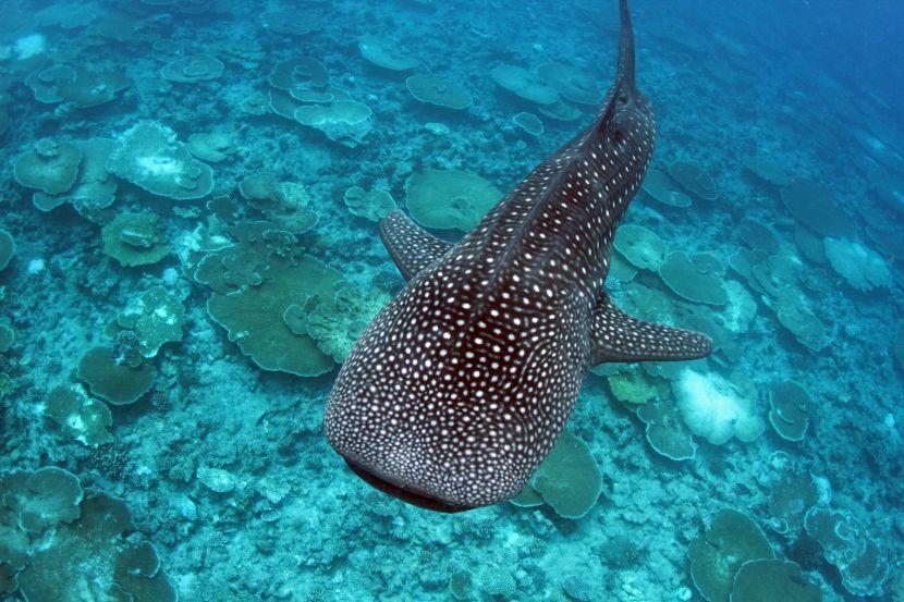 facts about whale sharks 