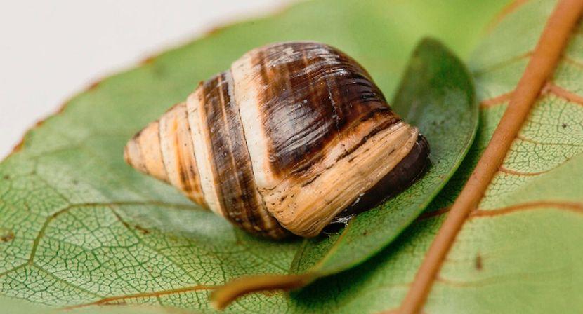 George the snail (credit to Aaron K.Yoshino of Honolulu Magazine)