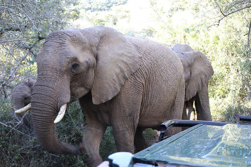 Elephants close to car in South Africa