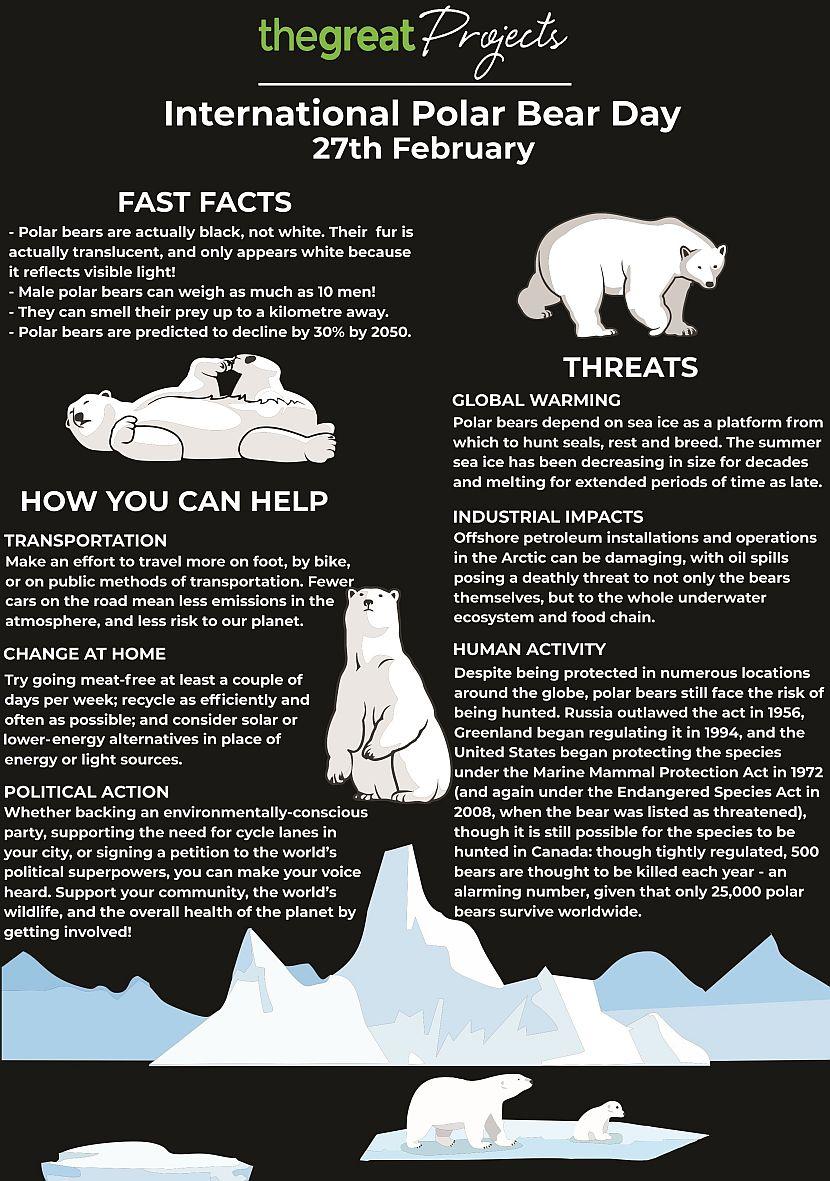 Polar bear day 2018 infographic