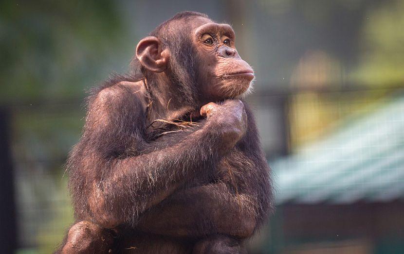 Thinking chimpanzee