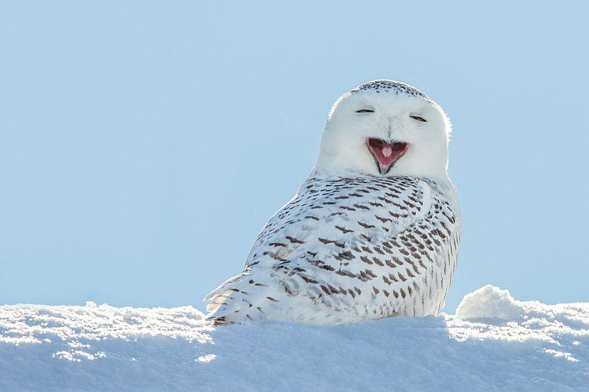 Laughing snow owl