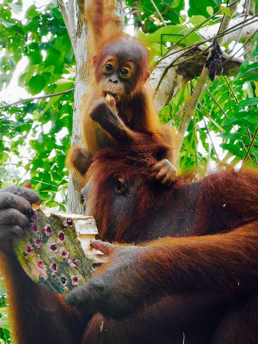 Baby orangutan and mother