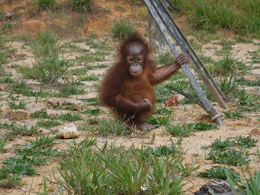 Baby orangutan in Borneo 