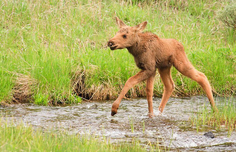 Baby Moose