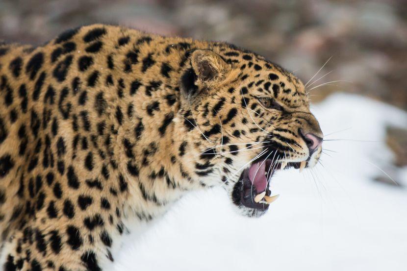 the amur leopard