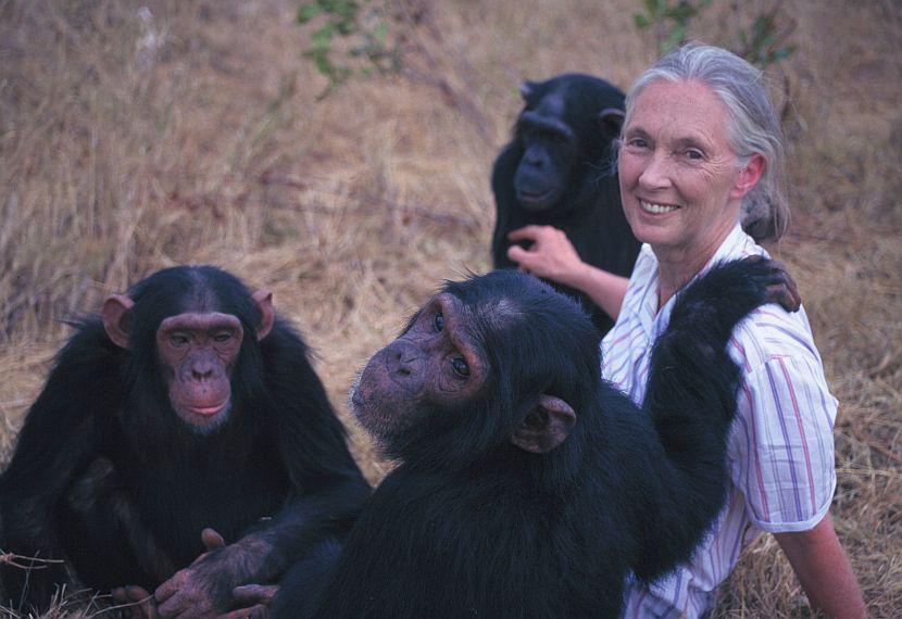 Jane Goodall and chimpanzees