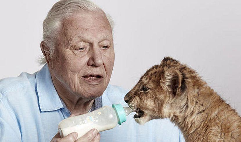 David Attenborough feeding cub
