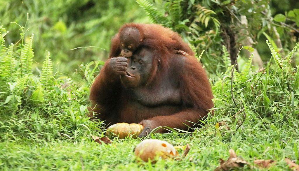 Merin and Marlon with pumpkin enrichment