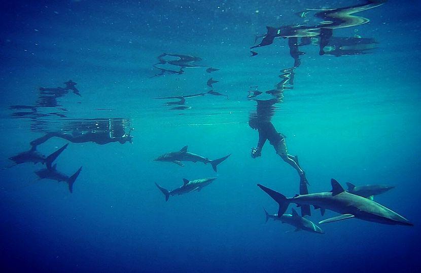 Volunteer in water with sharks