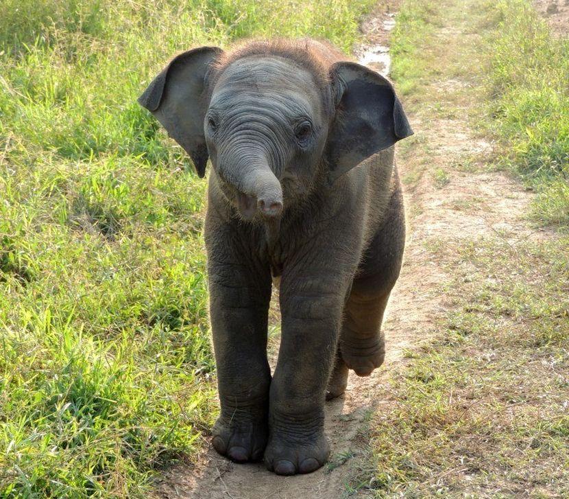 cute baby elephant 