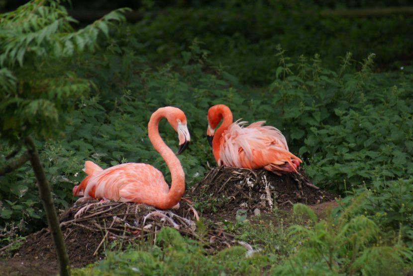 flamingos nesting 