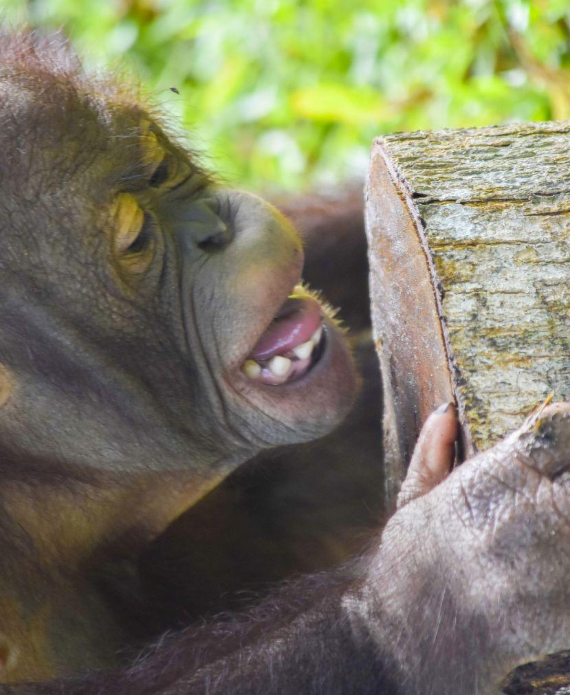 sumatran orangutan 