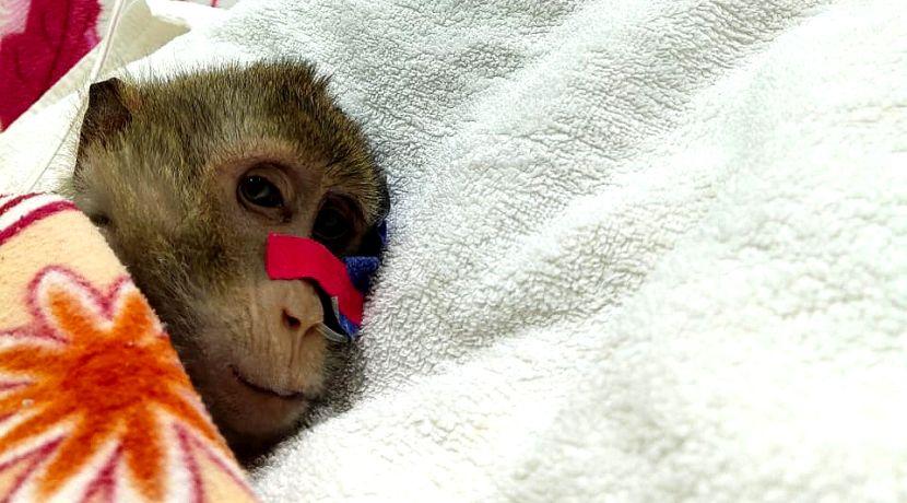 Long tailed macaque rescued