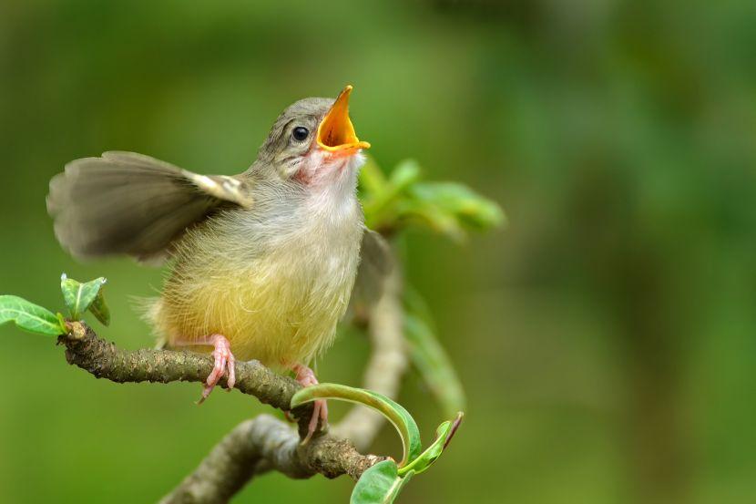 singing bird
